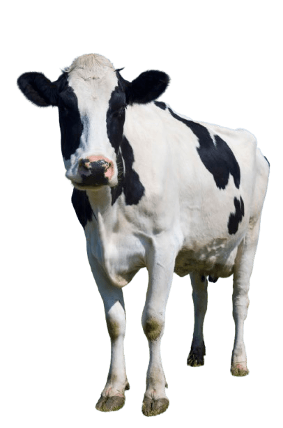 Cow in field